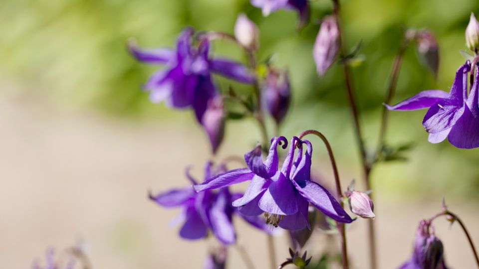 Kerti Haranglab Aquilegia vulgaris 3