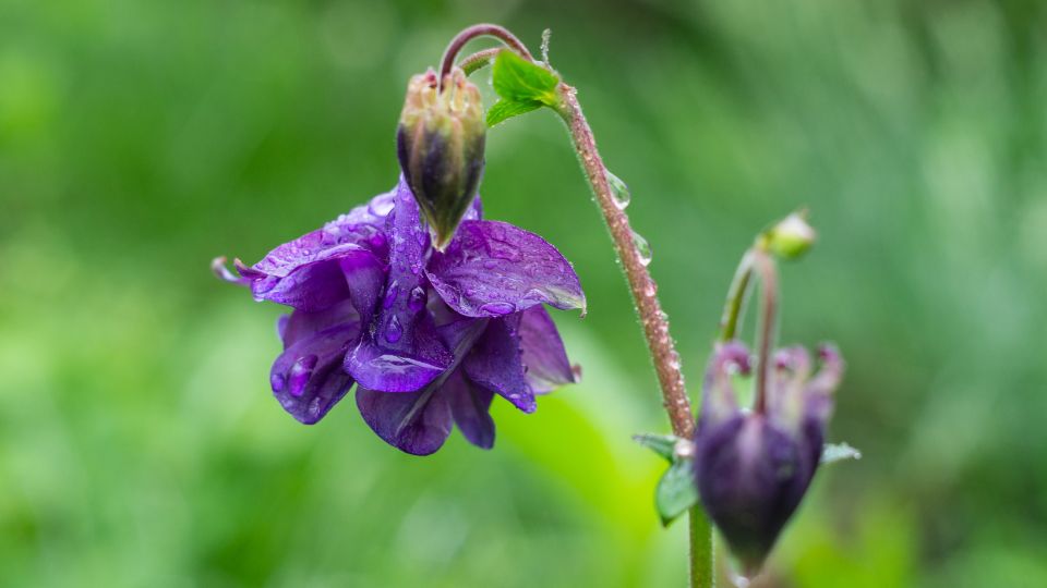 Kerti Haranglab Aquilegia vulgaris 4