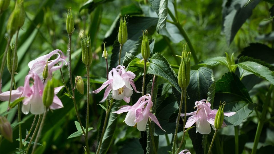 Kerti Harangláb virágai, finom rózsaszín szirmokkal és zöld levelekkel, a természet szépségét tükrözik.