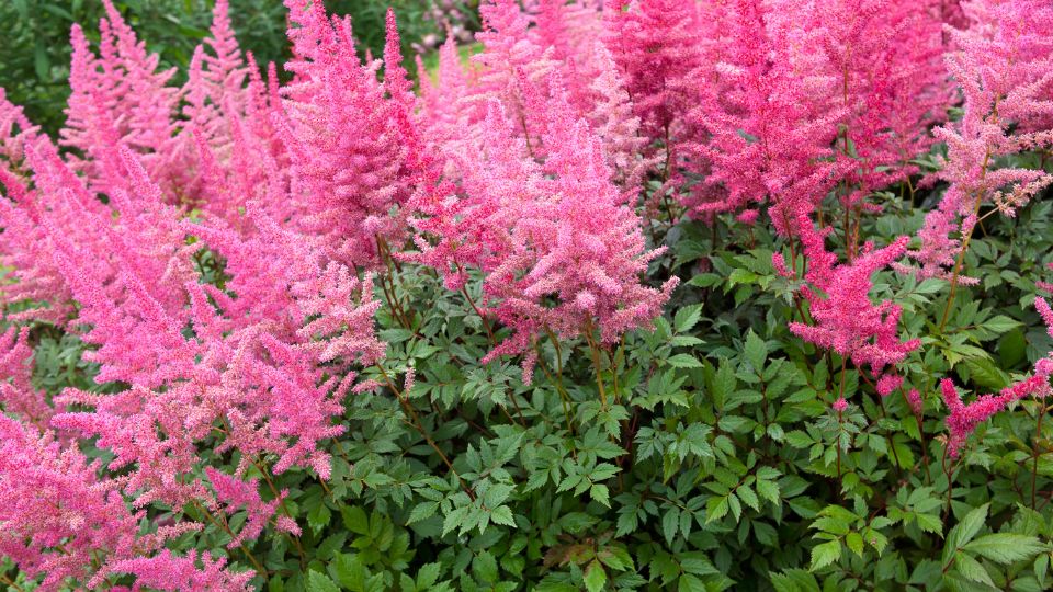 Kerti Tollbuga Astilbe 1