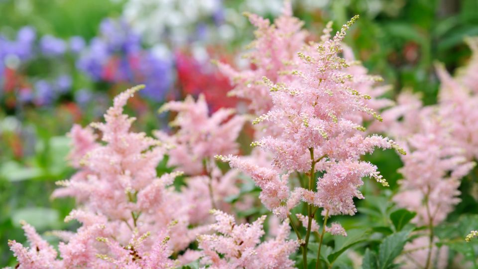 Kerti Tollbuga Astilbe 2