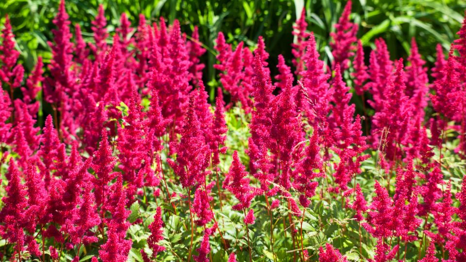 Kerti Tollbuga Astilbe 3