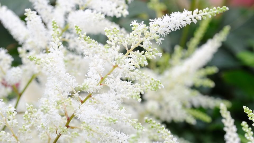 A Kerti Tollbuga virágai fehér színben pompáznak, dús és elegáns megjelenést kölcsönözve a kertnek.