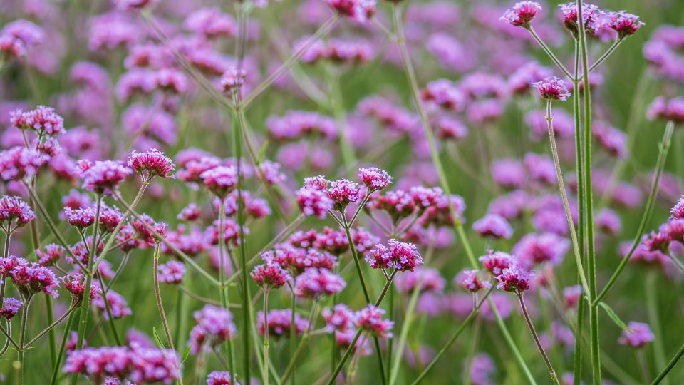 Kerti Verbena Verbena x hybrid 1