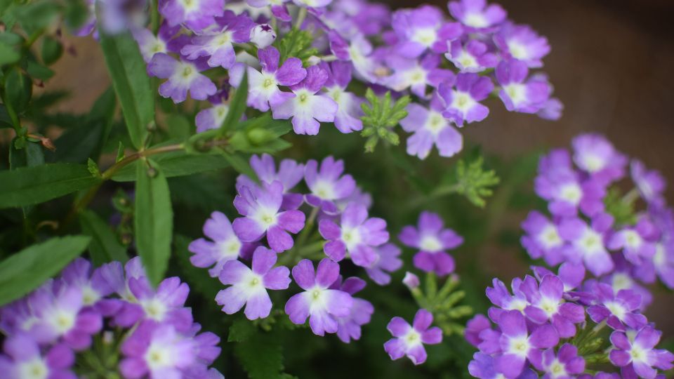 Kerti Verbena Verbena x hybrid 2
