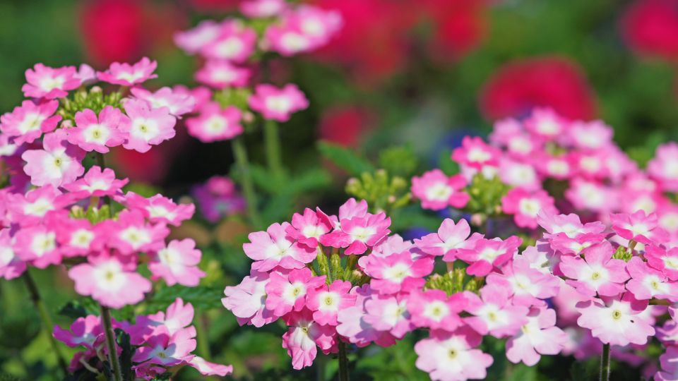 Kerti Verbena Verbena x hybrid 3