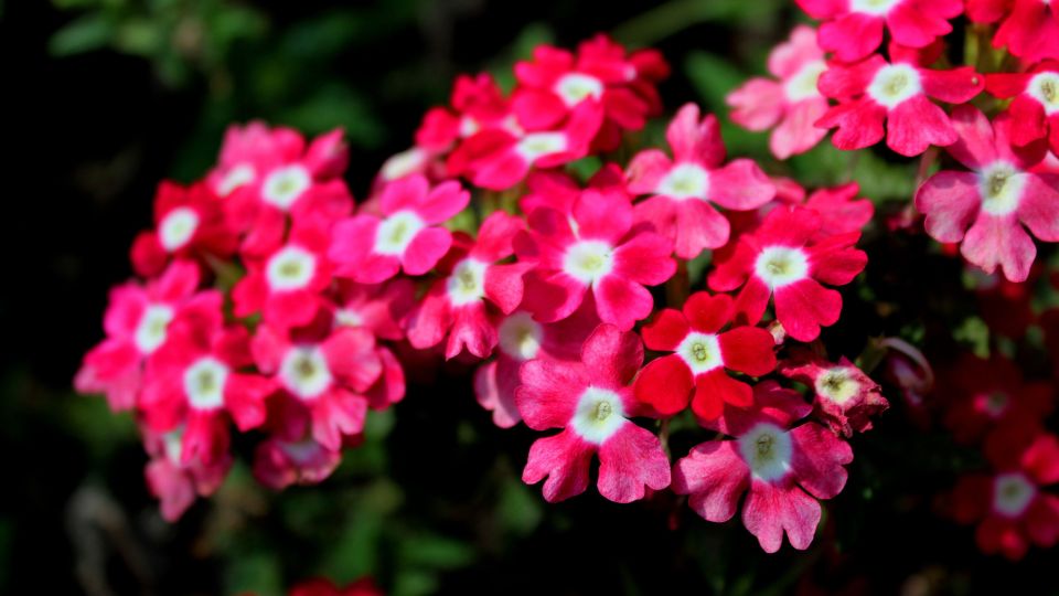 Kerti Verbena Verbena x hybrid 4