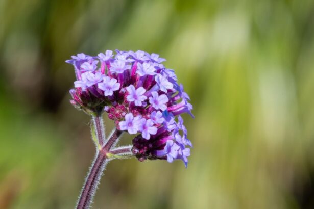 Kerti Verbena Verbena x hybrid