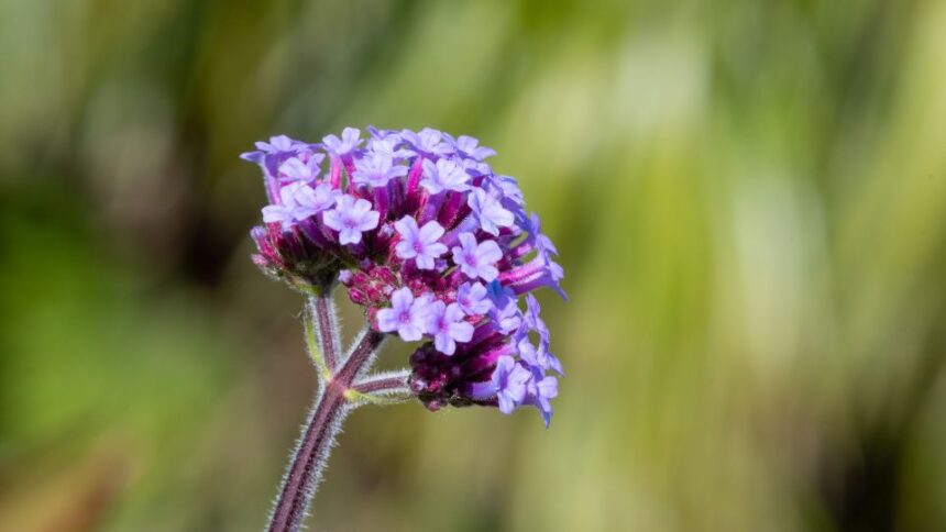Kerti Verbena Verbena x hybrid