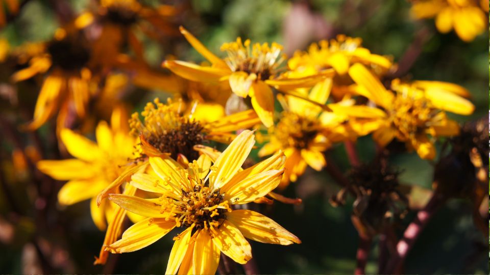 Kinai Hamuvirag Ligularia dentata 1