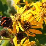 Kinai Hamuvirag Ligularia dentata