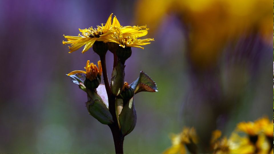 Kinai Hamuvirag Ligularia dentata 2