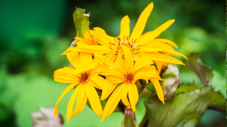 Kinai Hamuvirag Ligularia dentata 3