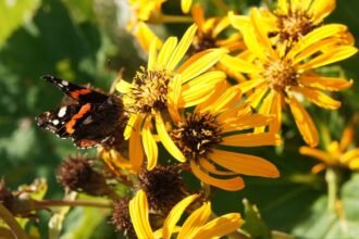Egy színes pillangó pihen a napsütésben virágzó Kínai Hamuvirágon, melynek élénk sárga szirmai vonzó látványt nyújtanak.
