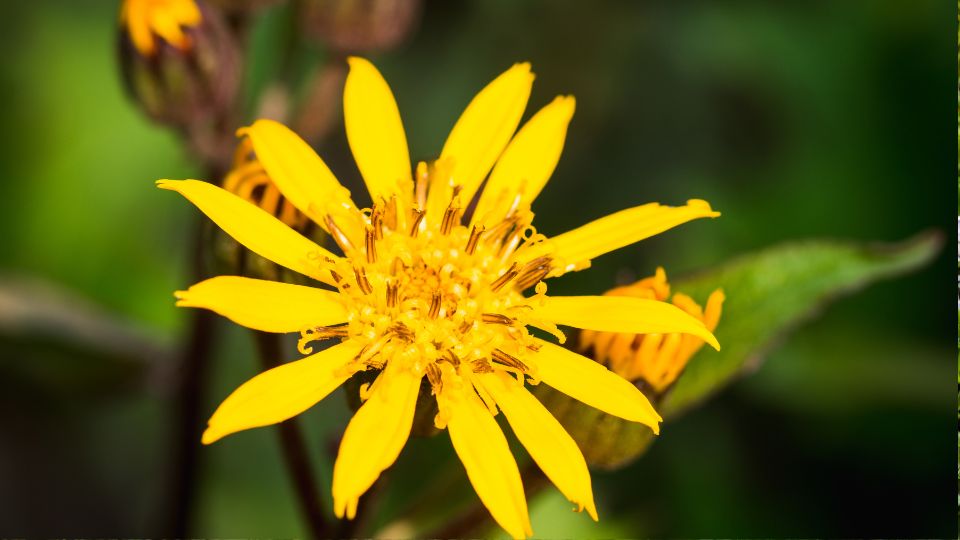 Kinai Hamuvirag Ligularia dentata 4