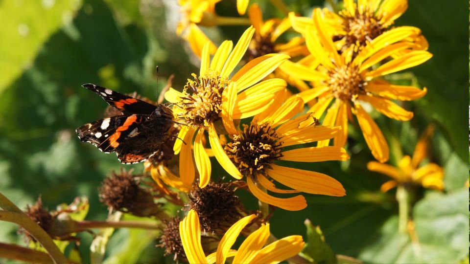 Egy színes pillangó pihen a napsütésben virágzó Kínai Hamuvirágon, melynek élénk sárga szirmai vonzó látványt nyújtanak.