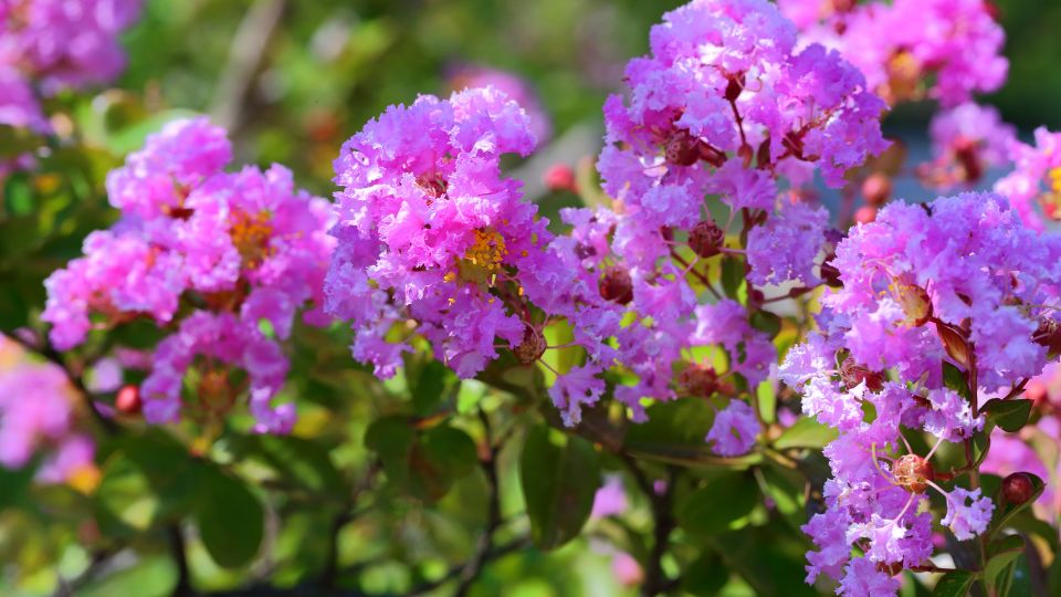 Kinai Selyemmirtusz Lagerstroemia indica 1