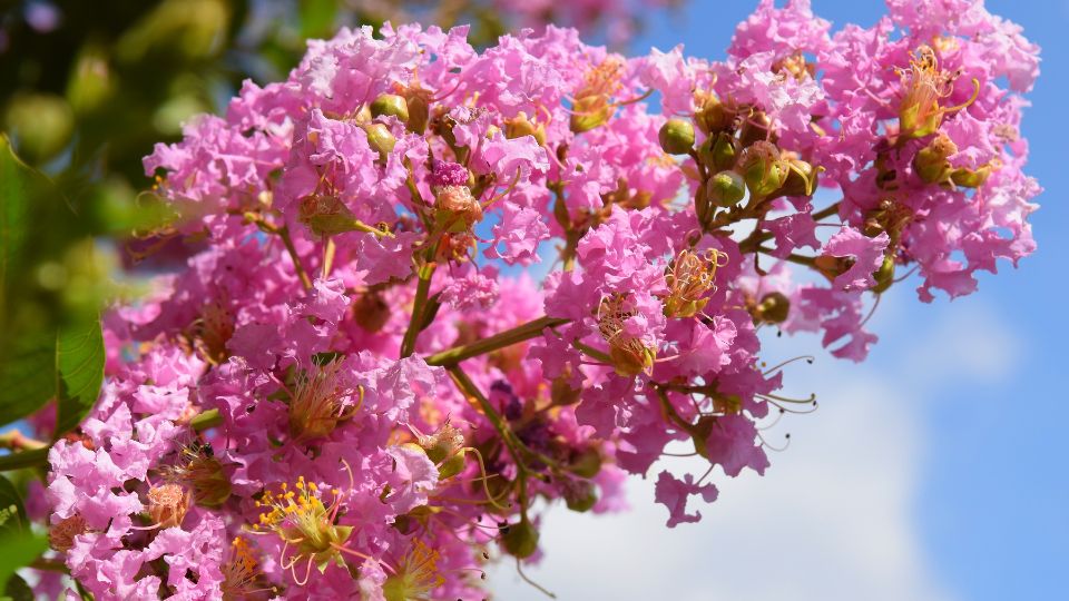 Kinai Selyemmirtusz Lagerstroemia indica 2