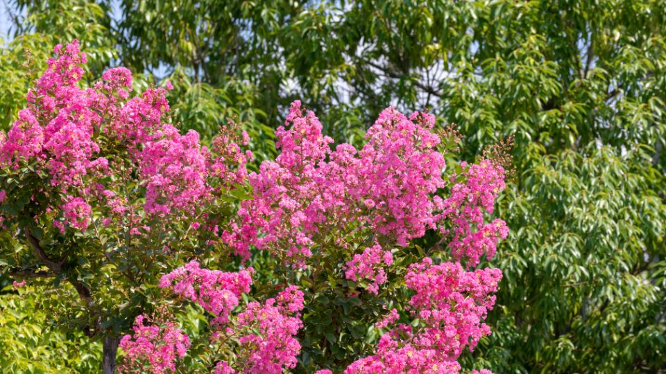 Kinai Selyemmirtusz Lagerstroemia indica 3