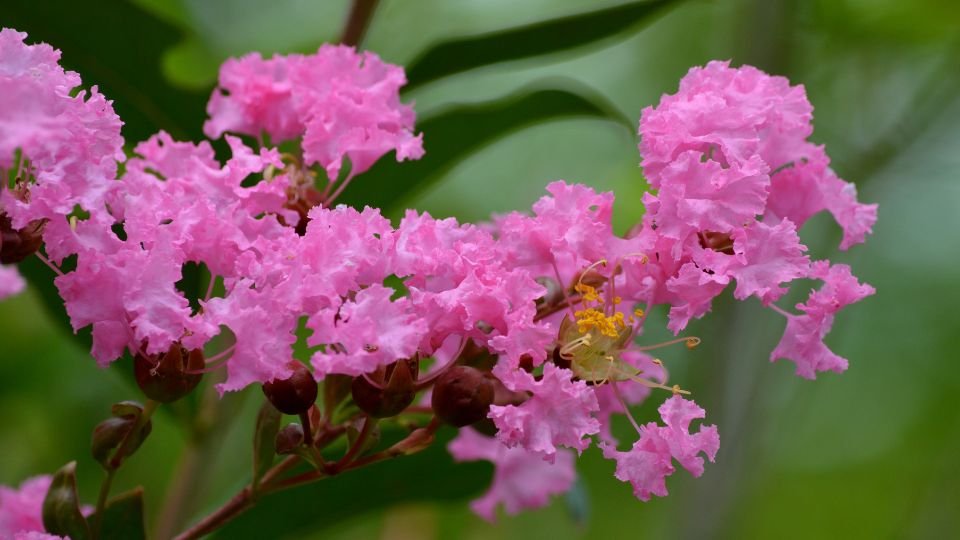 Kínai Selyemmirtusz virágai, élénk rózsaszín szirmokkal és zöld levelekkel, nyári kertek dísze.