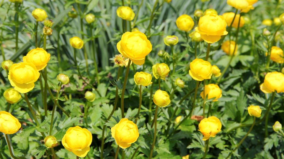 Kínai zergeboglár (Trollius chinensis)