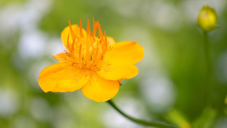 Kínai zergeboglár (Trollius chinensis)