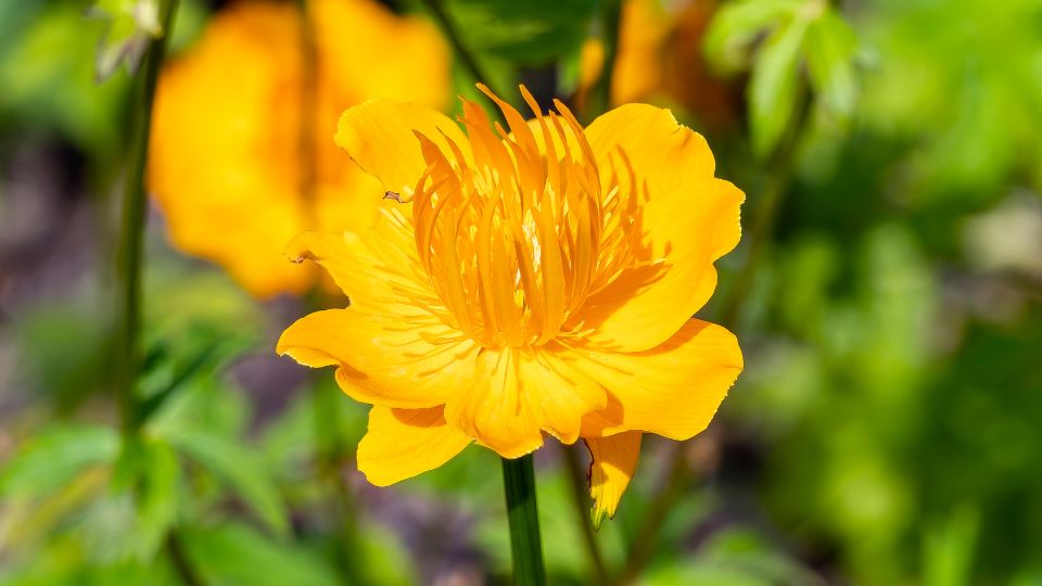 Kínai zergeboglár (Trollius chinensis)