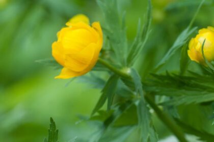 Kinai zergeboglar Trollius chinensis
