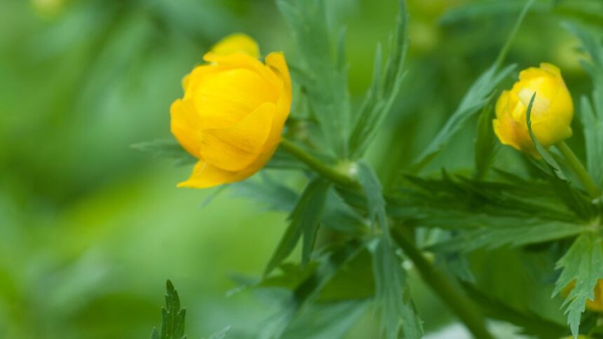 Kinai zergeboglar Trollius chinensis