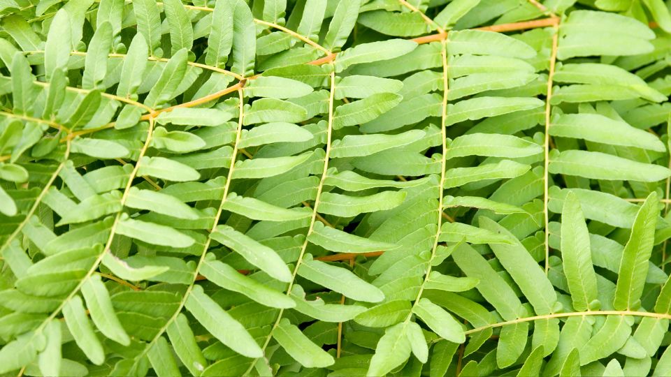 Kiralypafrany Osmunda regalis 1