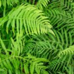 Kiralypafrany Osmunda regalis
