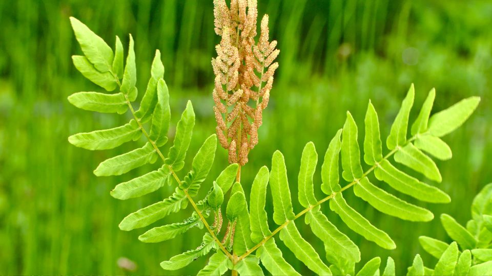 Kiralypafrany Osmunda regalis 2 1