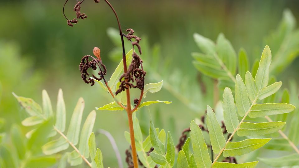 Kiralypafrany Osmunda regalis 3