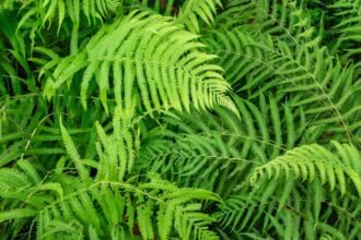 Zöld királypáfrányok sűrűn növekvő levelei a kertben, friss és életteli megjelenéssel.