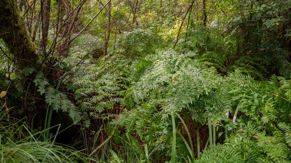 Kiralypafrany Osmunda regalis 4