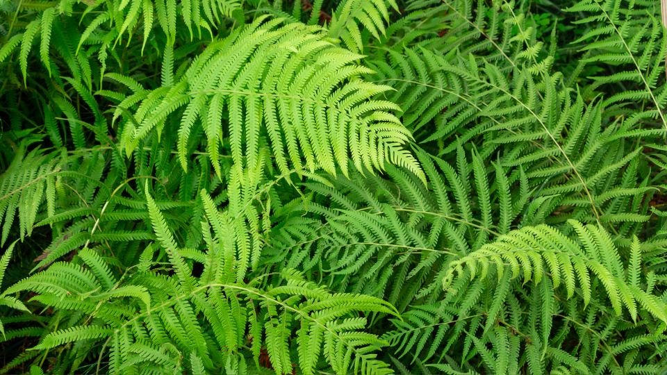Zöld királypáfrányok sűrűn növekvő levelei a kertben, friss és életteli megjelenéssel.