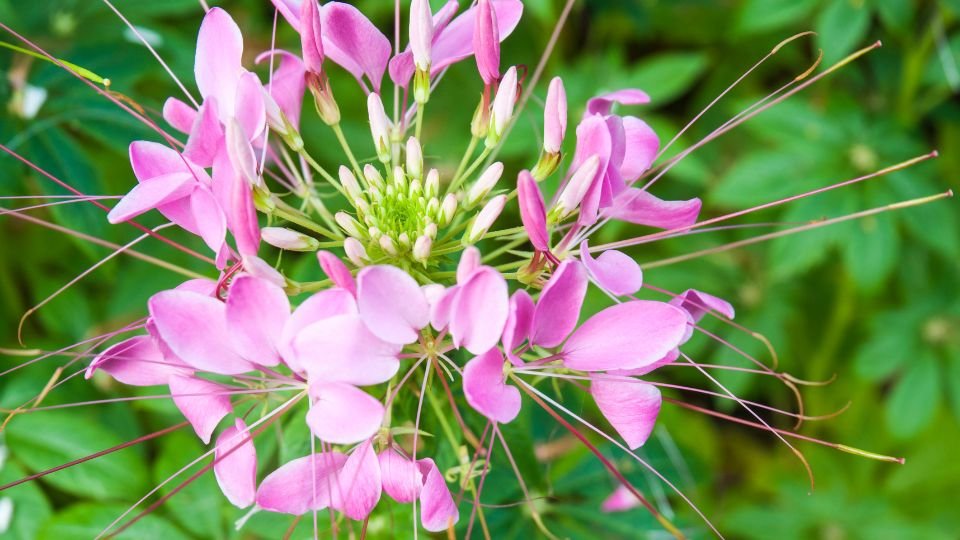 Kleopátra tűje virágai, élénk rózsaszín szirmokkal, zöld levelek között.