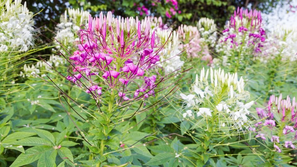 Különböző színű Kleopátra tűje virágok egy virágzó kertben, zöld levelekkel körülvéve.