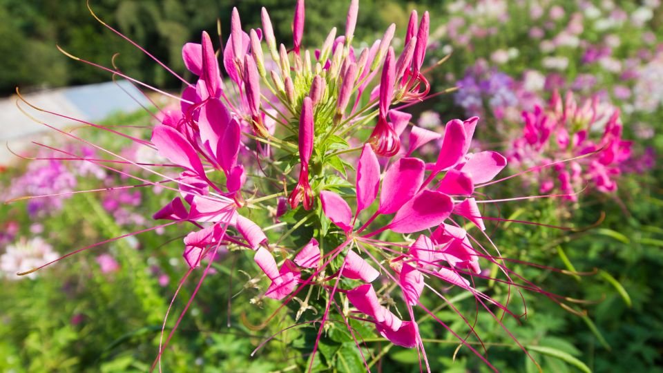 Kleopátra tűje virágai élénk rózsaszín színben, háttérben más virágokkal.