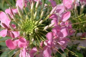 Kleopátra tűje virágai, rózsaszín szirmokkal és zöld középponttal, szép kert háttérben.