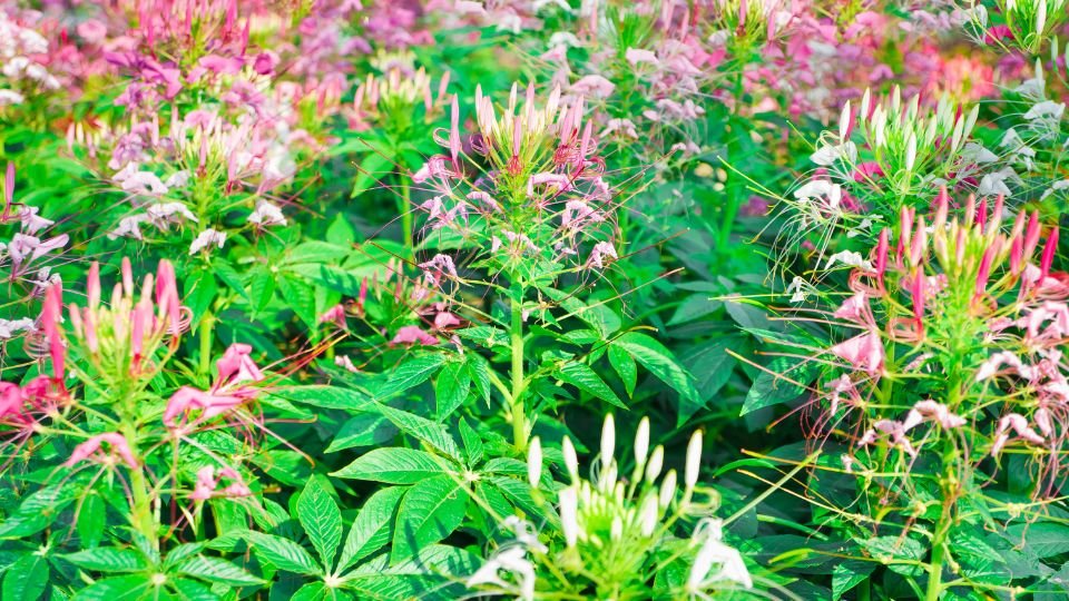 Színes Kleopátra tűje virágok zöld levelek között, élénk és vonzó kert látvány.