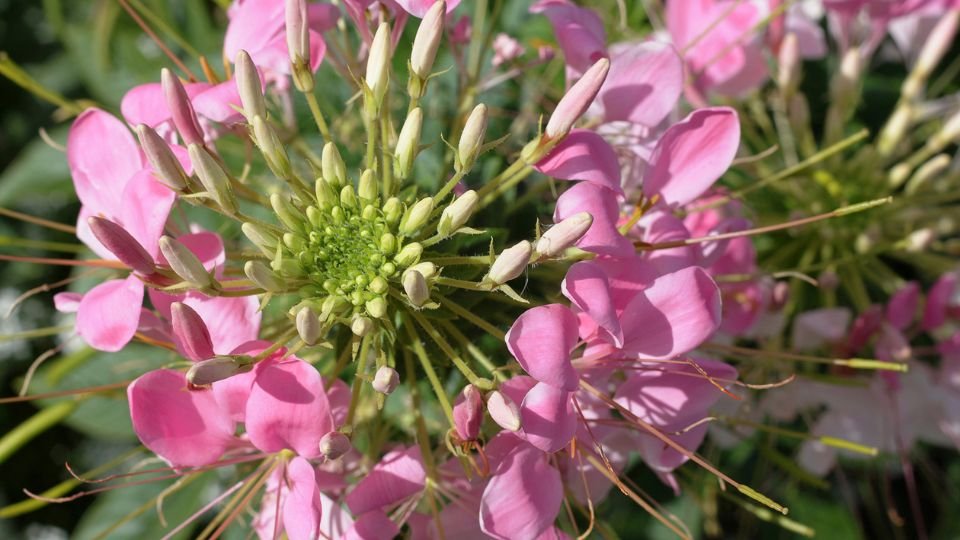 Kleopátra tűje virágai, rózsaszín szirmokkal és zöld középponttal, szép kert háttérben.
