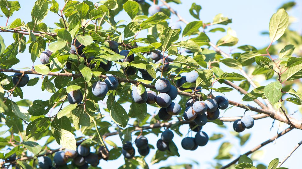 Kökény (Prunus spinosa)