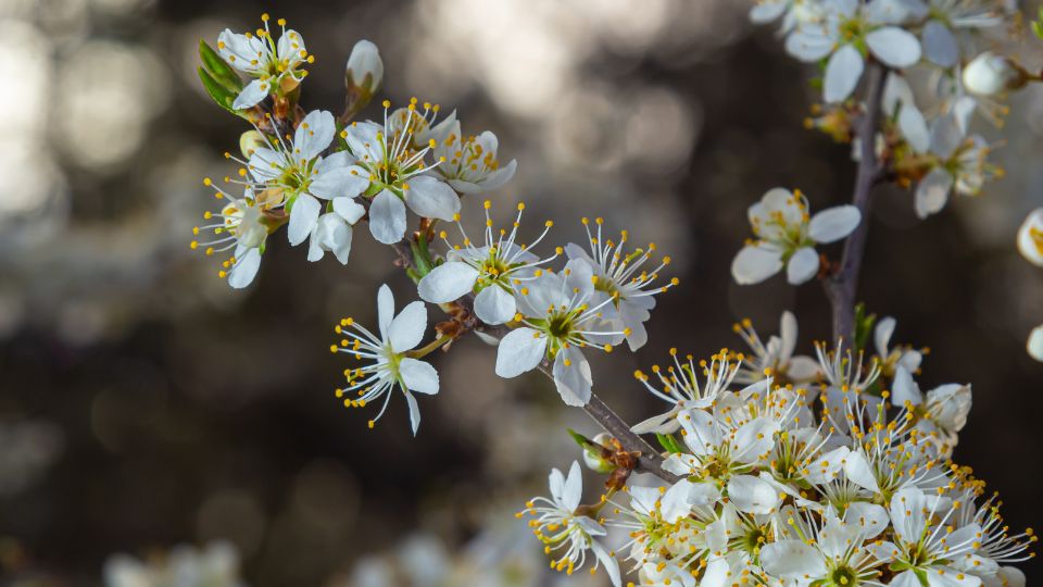 Kökény (Prunus spinosa)
