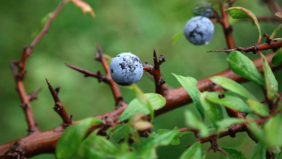 Kökény (Prunus spinosa)