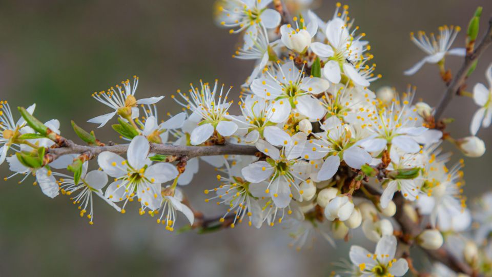 Kökény (Prunus spinosa)