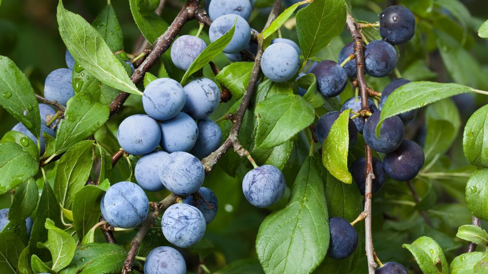 Kökény (Prunus spinosa)