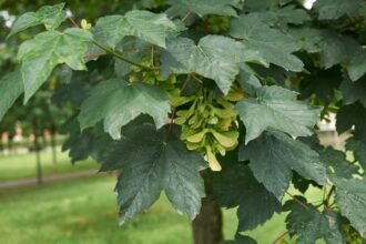 Közeli kép egy korai juhar leveleiről, zöld, egészséges állapotban, a háttérben fű és fákkal.