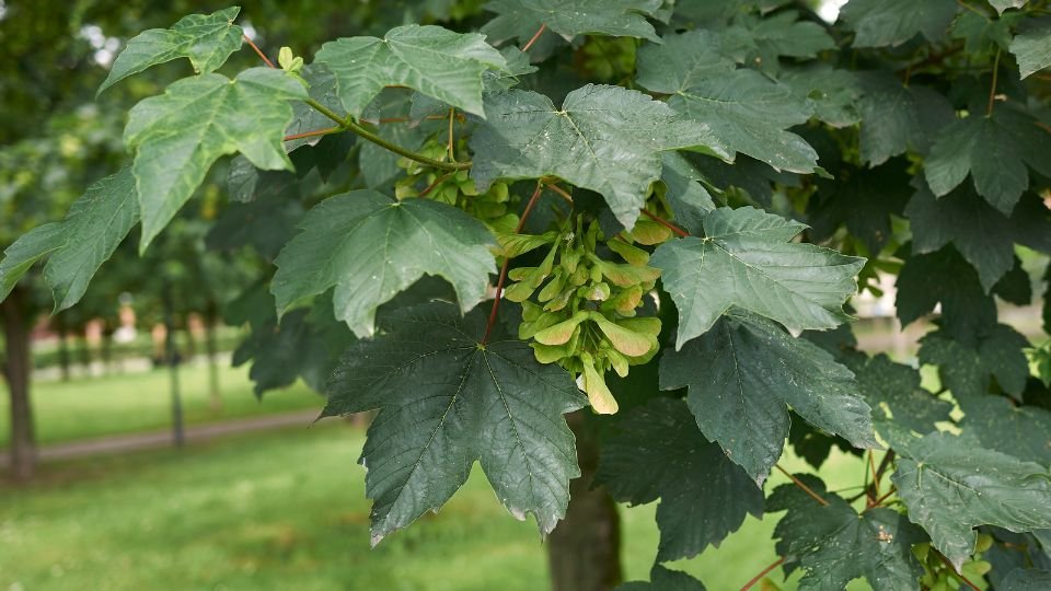 Közeli kép egy korai juhar leveleiről, zöld, egészséges állapotban, a háttérben fű és fákkal.