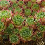Kovirozsa Sempervivum tectorum